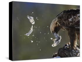 Golden Eagle (Aquila Chrysaetos) Plucking Capercaillie (Tetrao Urogallus) Kuusamo, Finland, April-Markus Varesvuo-Stretched Canvas