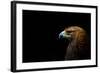 Golden Eagle (Aquila Chrysaetos) Portrait, Captive, Occurs In The Northern Hemisphere-Edwin Giesbers-Framed Photographic Print