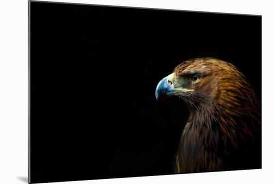 Golden Eagle (Aquila Chrysaetos) Portrait, Captive, Occurs In The Northern Hemisphere-Edwin Giesbers-Mounted Photographic Print