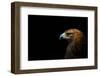 Golden Eagle (Aquila Chrysaetos) Portrait, Captive, Occurs In The Northern Hemisphere-Edwin Giesbers-Framed Photographic Print