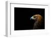 Golden Eagle (Aquila Chrysaetos) Portrait, Captive, Occurs In The Northern Hemisphere-Edwin Giesbers-Framed Photographic Print