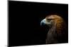 Golden Eagle (Aquila Chrysaetos) Portrait, Captive, Occurs In The Northern Hemisphere-Edwin Giesbers-Mounted Photographic Print