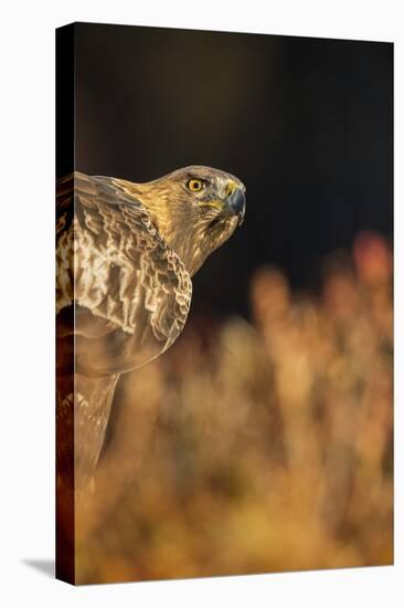 Golden eagle (Aquila chrysaetos), Sweden, Scandinavia, Europe-Janette Hill-Stretched Canvas