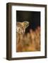 Golden eagle (Aquila chrysaetos), Sweden, Scandinavia, Europe-Janette Hill-Framed Photographic Print