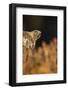 Golden eagle (Aquila chrysaetos), Sweden, Scandinavia, Europe-Janette Hill-Framed Photographic Print