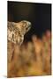 Golden eagle (Aquila chrysaetos), Sweden, Scandinavia, Europe-Janette Hill-Mounted Premium Photographic Print