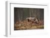 Golden eagle (Aquila chrysaetos), Sweden, Scandinavia, Europe-Janette Hill-Framed Photographic Print