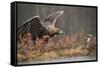 Golden eagle (Aquila chrysaetos), Sweden, Scandinavia, Europe-Janette Hill-Framed Stretched Canvas