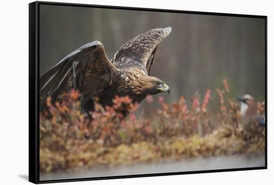 Golden eagle (Aquila chrysaetos), Sweden, Scandinavia, Europe-Janette Hill-Framed Stretched Canvas