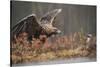 Golden eagle (Aquila chrysaetos), Sweden, Scandinavia, Europe-Janette Hill-Stretched Canvas