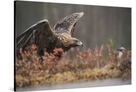 Golden eagle (Aquila chrysaetos), Sweden, Scandinavia, Europe-Janette Hill-Stretched Canvas