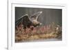 Golden eagle (Aquila chrysaetos), Sweden, Scandinavia, Europe-Janette Hill-Framed Photographic Print