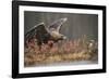 Golden eagle (Aquila chrysaetos), Sweden, Scandinavia, Europe-Janette Hill-Framed Photographic Print