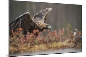 Golden eagle (Aquila chrysaetos), Sweden, Scandinavia, Europe-Janette Hill-Mounted Photographic Print