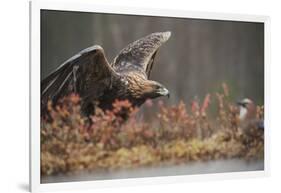 Golden eagle (Aquila chrysaetos), Sweden, Scandinavia, Europe-Janette Hill-Framed Photographic Print