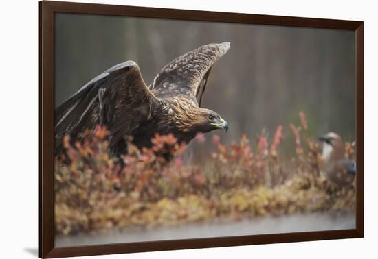 Golden eagle (Aquila chrysaetos), Sweden, Scandinavia, Europe-Janette Hill-Framed Photographic Print