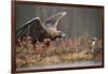 Golden eagle (Aquila chrysaetos), Sweden, Scandinavia, Europe-Janette Hill-Framed Photographic Print