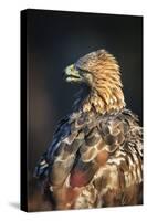 Golden eagle (Aquila chrysaetos), Sweden, Scandinavia, Europe-Janette Hill-Stretched Canvas