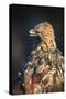 Golden eagle (Aquila chrysaetos), Sweden, Scandinavia, Europe-Janette Hill-Stretched Canvas