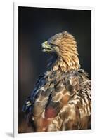 Golden eagle (Aquila chrysaetos), Sweden, Scandinavia, Europe-Janette Hill-Framed Premium Photographic Print