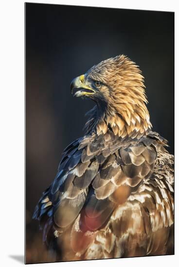 Golden eagle (Aquila chrysaetos), Sweden, Scandinavia, Europe-Janette Hill-Mounted Premium Photographic Print