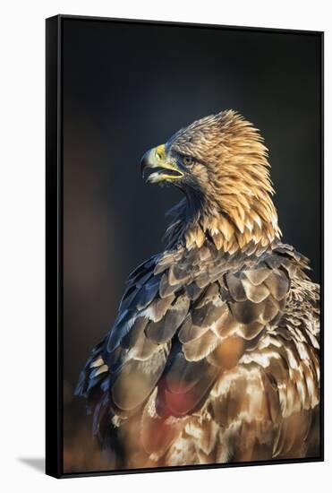 Golden eagle (Aquila chrysaetos), Sweden, Scandinavia, Europe-Janette Hill-Framed Stretched Canvas