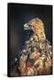 Golden eagle (Aquila chrysaetos), Sweden, Scandinavia, Europe-Janette Hill-Framed Stretched Canvas