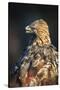 Golden eagle (Aquila chrysaetos), Sweden, Scandinavia, Europe-Janette Hill-Stretched Canvas