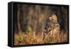 Golden eagle (Aquila chrysaetos), Sweden, Scandinavia, Europe-Janette Hill-Framed Stretched Canvas