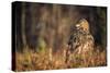 Golden eagle (Aquila chrysaetos), Sweden, Scandinavia, Europe-Janette Hill-Stretched Canvas