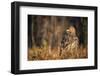 Golden eagle (Aquila chrysaetos), Sweden, Scandinavia, Europe-Janette Hill-Framed Photographic Print