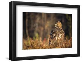 Golden eagle (Aquila chrysaetos), Sweden, Scandinavia, Europe-Janette Hill-Framed Photographic Print