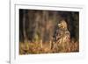 Golden eagle (Aquila chrysaetos), Sweden, Scandinavia, Europe-Janette Hill-Framed Photographic Print