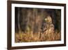 Golden eagle (Aquila chrysaetos), Sweden, Scandinavia, Europe-Janette Hill-Framed Photographic Print