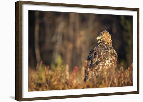 Golden eagle (Aquila chrysaetos), Sweden, Scandinavia, Europe-Janette Hill-Framed Photographic Print