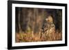 Golden eagle (Aquila chrysaetos), Sweden, Scandinavia, Europe-Janette Hill-Framed Photographic Print