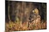 Golden eagle (Aquila chrysaetos), Sweden, Scandinavia, Europe-Janette Hill-Mounted Photographic Print