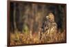 Golden eagle (Aquila chrysaetos), Sweden, Scandinavia, Europe-Janette Hill-Framed Photographic Print