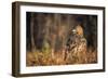 Golden eagle (Aquila chrysaetos), Sweden, Scandinavia, Europe-Janette Hill-Framed Photographic Print