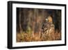 Golden eagle (Aquila chrysaetos), Sweden, Scandinavia, Europe-Janette Hill-Framed Photographic Print