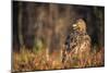 Golden eagle (Aquila chrysaetos), Sweden, Scandinavia, Europe-Janette Hill-Mounted Photographic Print