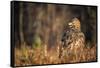 Golden eagle (Aquila chrysaetos), Sweden, Scandinavia, Europe-Janette Hill-Framed Stretched Canvas