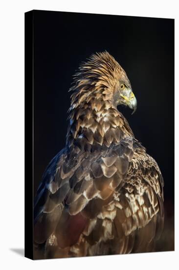 Golden eagle (Aquila chrysaetos), Sweden, Scandinavia, Europe-Janette Hill-Stretched Canvas