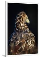 Golden eagle (Aquila chrysaetos), Sweden, Scandinavia, Europe-Janette Hill-Framed Photographic Print