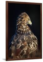 Golden eagle (Aquila chrysaetos), Sweden, Scandinavia, Europe-Janette Hill-Framed Photographic Print