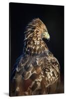 Golden eagle (Aquila chrysaetos), Sweden, Scandinavia, Europe-Janette Hill-Stretched Canvas