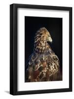 Golden eagle (Aquila chrysaetos), Sweden, Scandinavia, Europe-Janette Hill-Framed Photographic Print