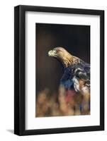 Golden eagle (Aquila chrysaetos), Sweden, Scandinavia, Europe-Janette Hill-Framed Photographic Print