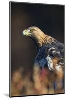 Golden eagle (Aquila chrysaetos), Sweden, Scandinavia, Europe-Janette Hill-Mounted Photographic Print