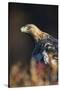 Golden eagle (Aquila chrysaetos), Sweden, Scandinavia, Europe-Janette Hill-Stretched Canvas